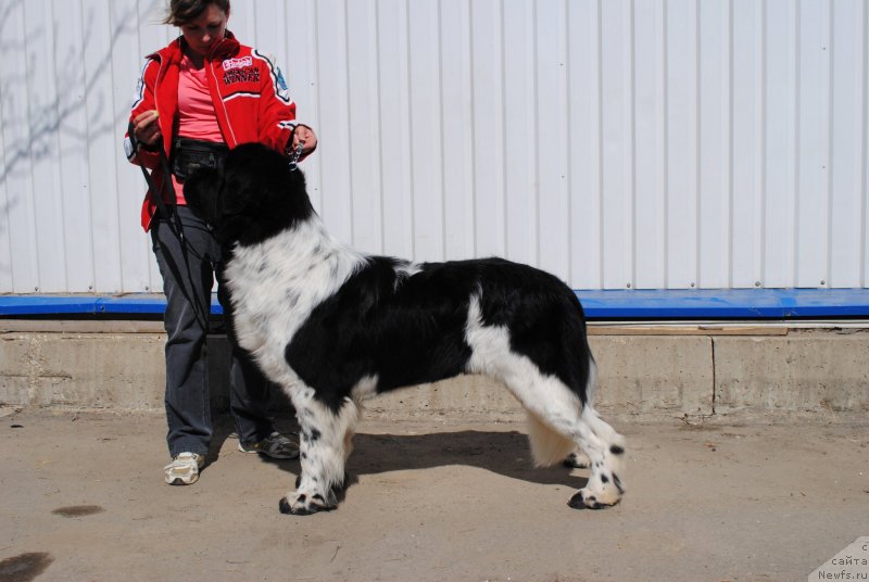 Фото: ньюфаундленд Stepnaya Pal'mira Estestvenno YA Luchshiy (Степная Пальмира Естественно Я Лучший)