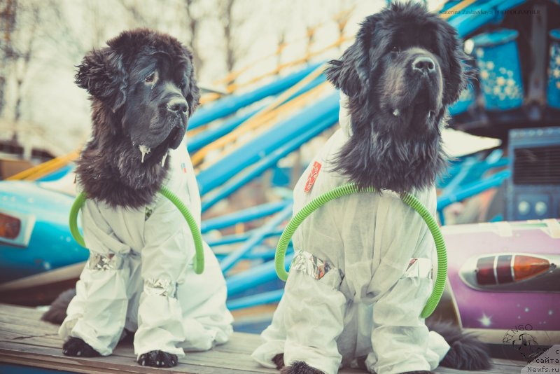 Фото: ньюфаундленд Smigar Liverpulsiy Chetvertak (Смигар Ливерпульский Четвертак), ньюфаундленд Piternyuf Mont Blanc (Питерньюф Монт Бланк)