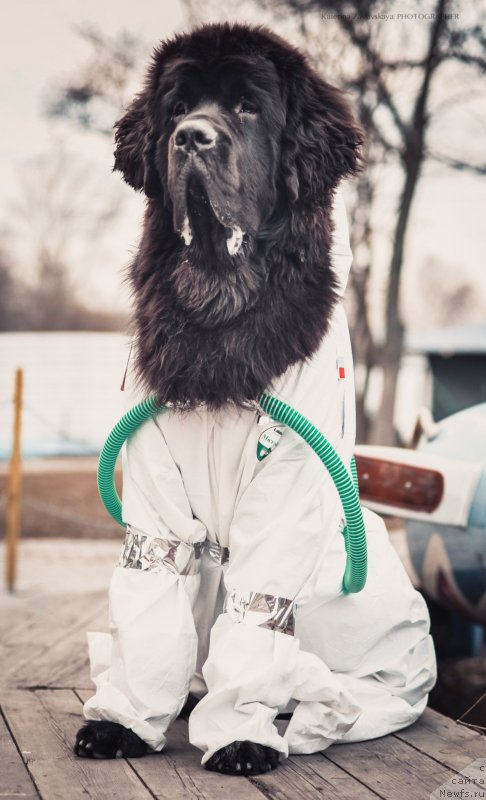 Фото: ньюфаундленд Smigar Liverpulsiy Chetvertak (Смигар Ливерпульский Четвертак)