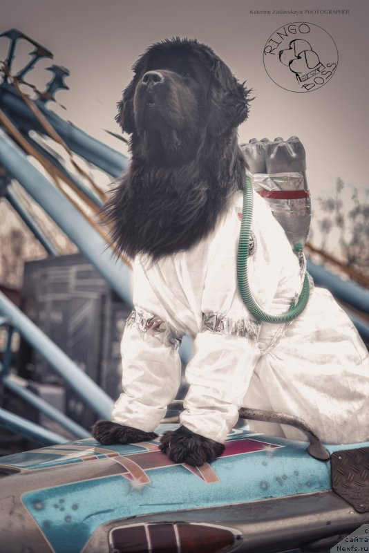 Фото: ньюфаундленд Piternyuf Mont Blanc (Питерньюф Монт Бланк)