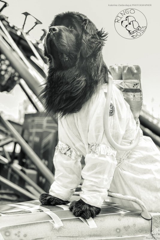 Фото: ньюфаундленд Piternyuf Mont Blanc (Питерньюф Монт Бланк)