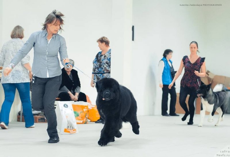 Фото: ньюфаундленд Smigar Love Story (Смигар Лав Стори)