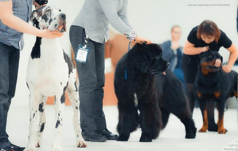 Фото: ньюфаундленд Smigar Love Story (Смигар Лав Стори)