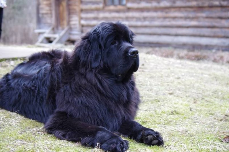 Фото: ньюфаундленд Chernaya Mafia Meant To Be (Черная Мафия Меант То Бе)