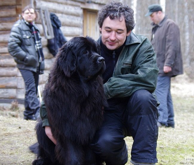 Фото: ньюфаундленд Chernaya Mafia Meant To Be (Черная Мафия Меант То Бе), Konstantin Makarshin (Константин Макаршин)