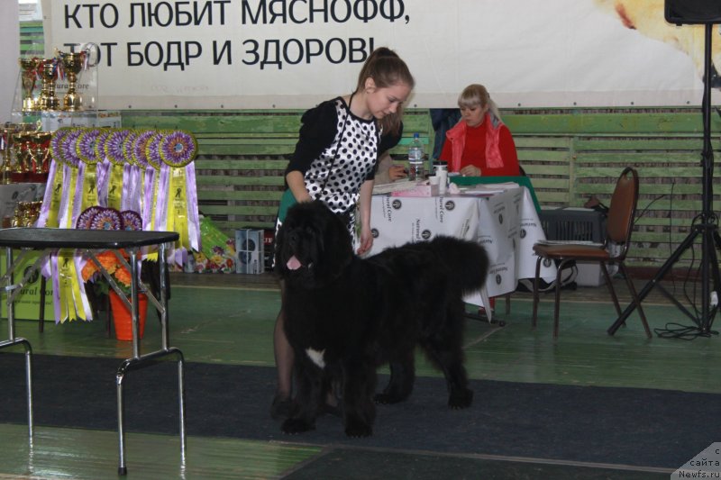 Фото: ньюфаундленд Sent Djons Zhirar Remi (Сент Джонс Жирар Реми)