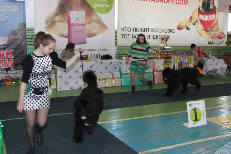 Фото: ньюфаундленд Sent Djons Zhirar Remi (Сент Джонс Жирар Реми), ньюфаундленд Super Premium Marmelad (Супер Премиум Мармелад)