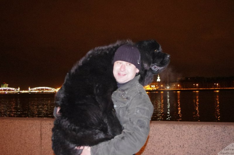 Фото: ньюфаундленд Chernaya Mafia Meant To Be (Черная Мафия Меант То Бе)