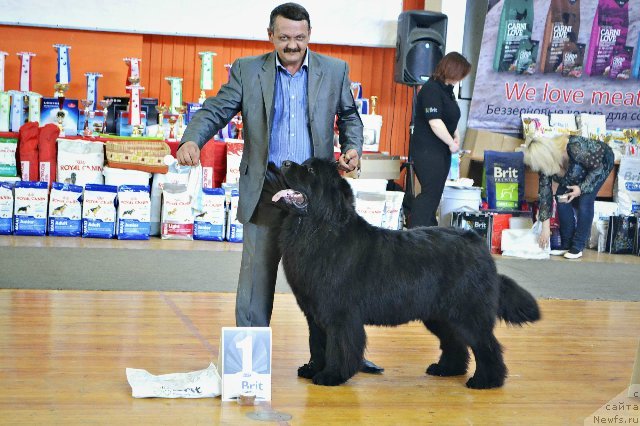 Фото: ньюфаундленд Zvezdnij Dar Afrodita (Звездный Дар Афродита)