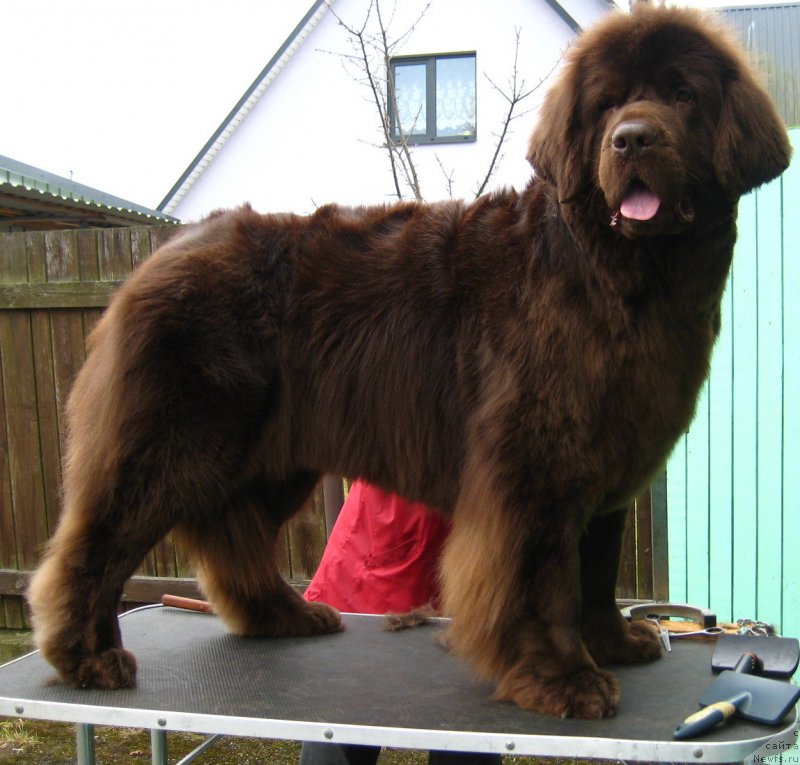 Фото: ньюфаундленд Newettas Vanessa