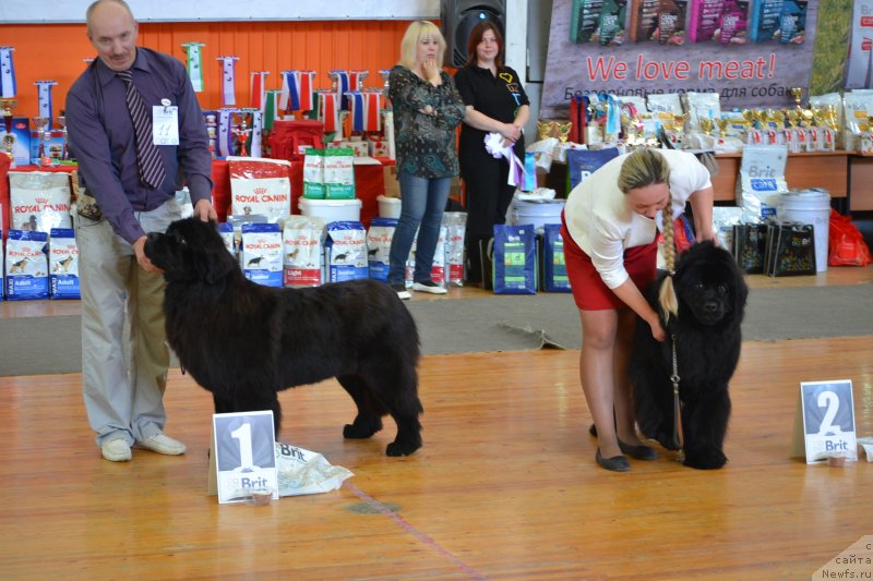 Фото: ньюфаундленд Aquatoriya Kelvin Sharliz (Акватория Келвин Шарлиз)