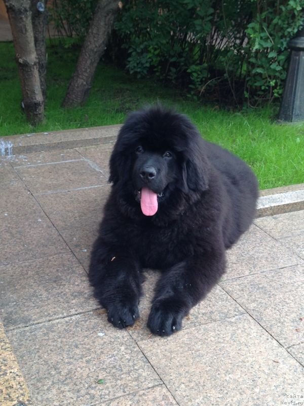 Фото: ньюфаундленд Ilaydji Linkol'n (Илайджи Линкольн)