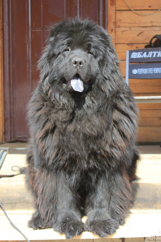 Фото: ньюфаундленд Inayter De Dyuk (Инайтер Де Дюк)