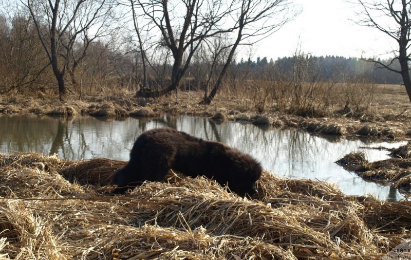 Фото: ньюфаундленд Zabava Putyatishna (Забава Путятишна)