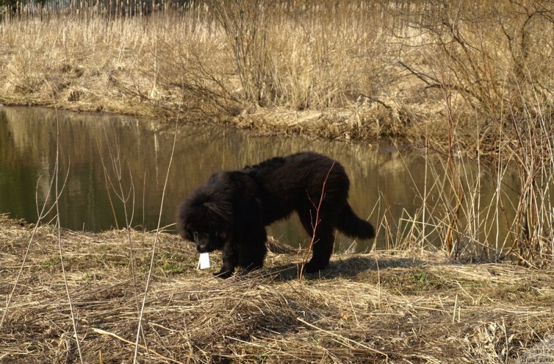 Фото: ньюфаундленд Zabava Putyatishna (Забава Путятишна)