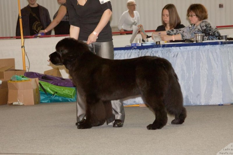 Фото: ньюфаундленд Beguschaya po Volnam Elegant Elizabeth (Бегущая по Волнам Елегант Елизабетх)