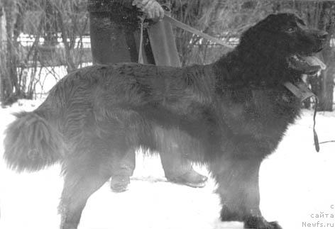 Фото: ньюфаундленд Syem Mar (Сэм Мар)