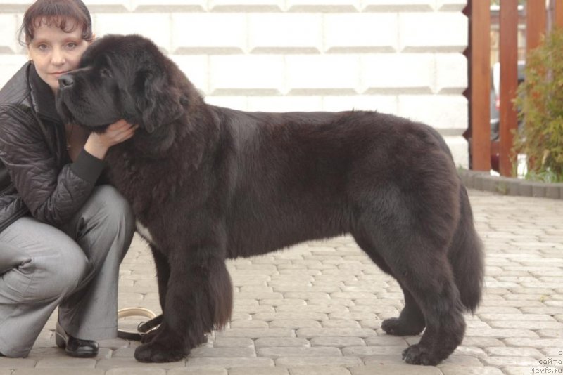 Фото: ньюфаундленд Beguschaya po Volnam Elegant Elizabeth (Бегущая по Волнам Елегант Елизабетх), Ekaterina Harchenko (Екатерина Харченко)