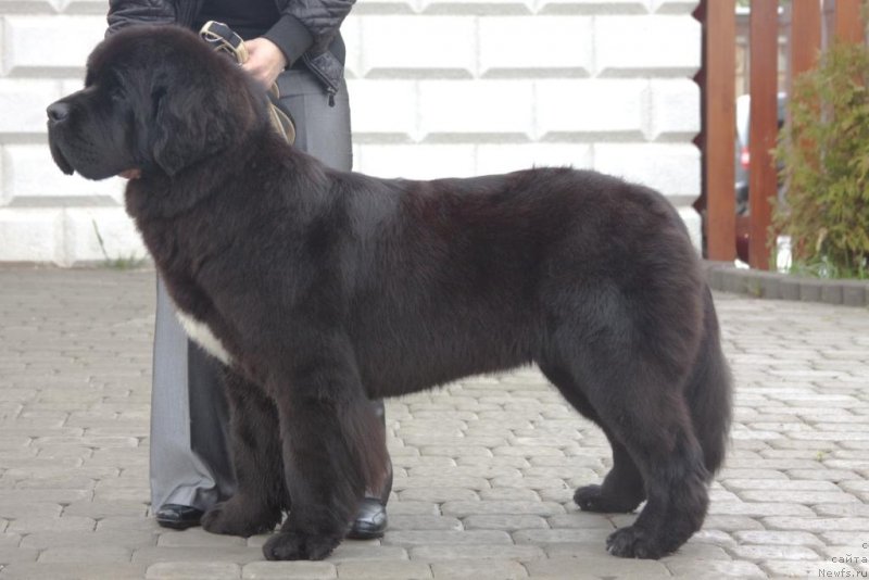 Фото: ньюфаундленд Beguschaya po Volnam Elegant Elizabeth (Бегущая по Волнам Елегант Елизабетх)