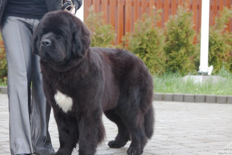 Фото: ньюфаундленд Beguschaya po Volnam Elegant Elizabeth (Бегущая по Волнам Елегант Елизабетх)