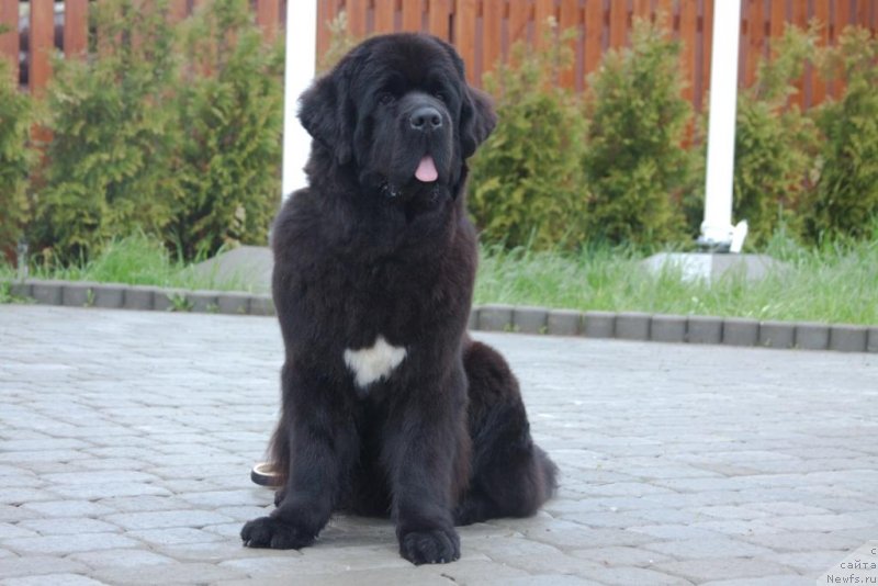 Фото: ньюфаундленд Beguschaya po Volnam Elegant Elizabeth (Бегущая по Волнам Елегант Елизабетх)