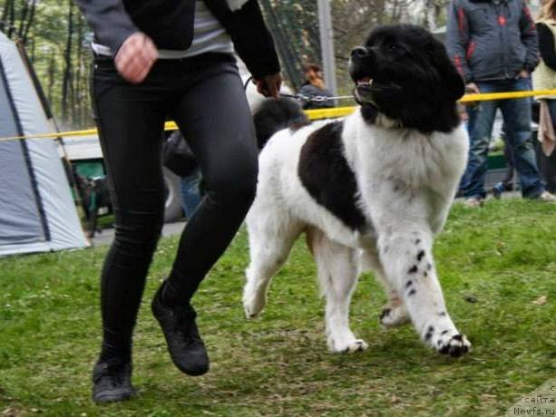 Фото: ньюфаундленд Chernaya Mafia Zebra Time (Черная Мафия Зебра Тиме)