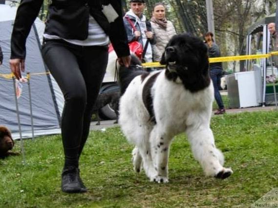 Фото: ньюфаундленд Chernaya Mafia Zebra Time (Черная Мафия Зебра Тиме)