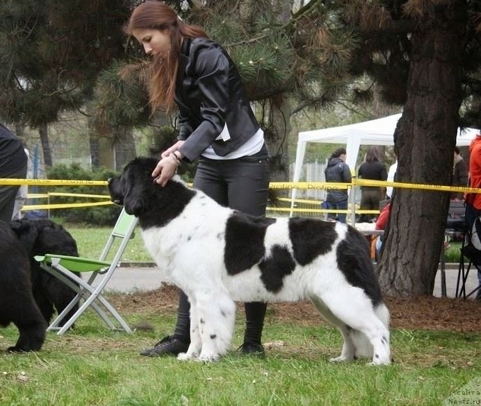 Фото: ньюфаундленд Chernaya Mafia Zebra Time (Черная Мафия Зебра Тиме)