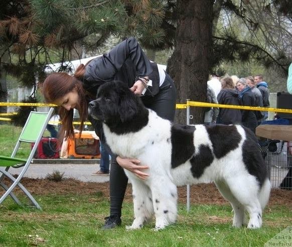 Фото: ньюфаундленд Chernaya Mafia Zebra Time (Черная Мафия Зебра Тиме)