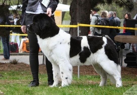 Фото: ньюфаундленд Chernaya Mafia Zebra Time (Черная Мафия Зебра Тиме)