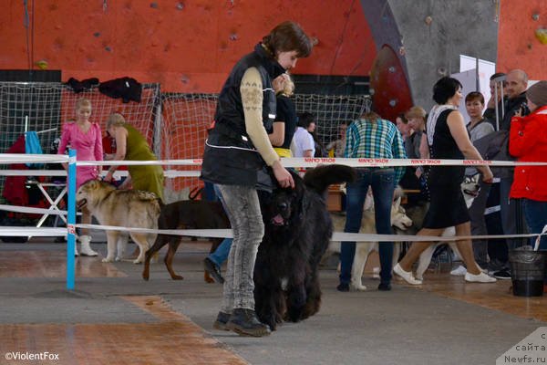 Фото: ньюфаундленд Kiper Soul Layon Hyeert (Кипер Соул Лайон Хэерт)