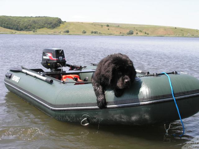 Фото: ньюфаундленд Molodets-Udalets ot Sibirskogo Medvedja (Молодец-Удалец от Сибирского Медведя)
