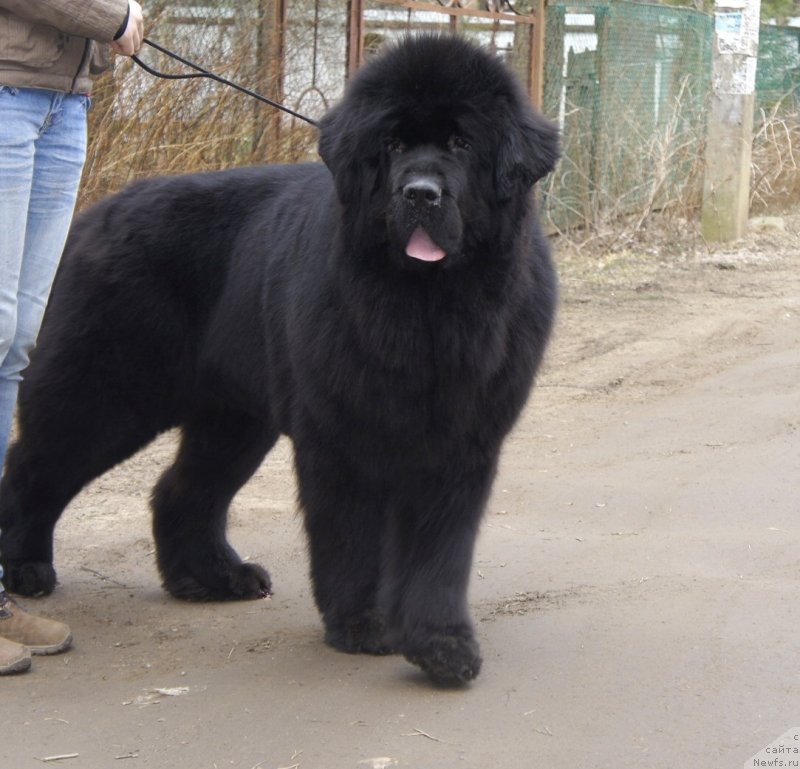 Фото: ньюфаундленд Smigar Galaxsy Shall Win (Смигар Галакси Шелл Вин)