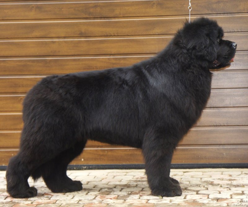 Фото: ньюфаундленд Smigar Galaxsy Shall Win (Смигар Галакси Шелл Вин)