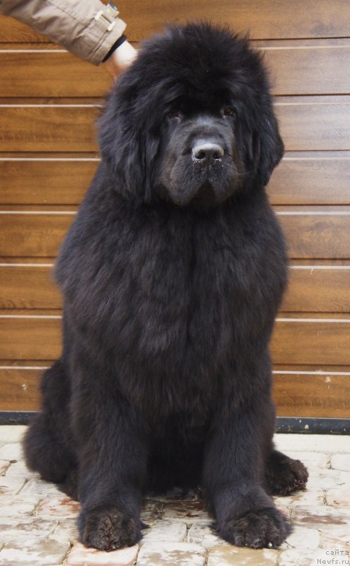 Фотография № 151029