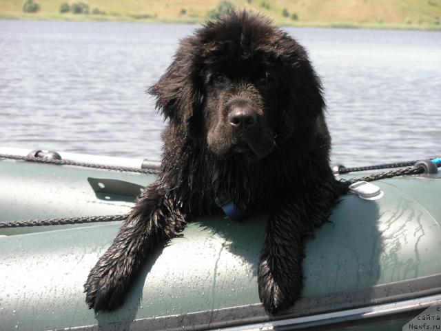 Фото: ньюфаундленд Molodets-Udalets ot Sibirskogo Medvedja (Молодец-Удалец от Сибирского Медведя)