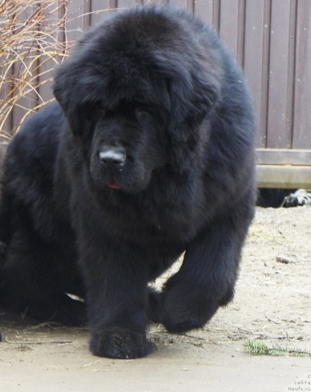 Фотография № 151031