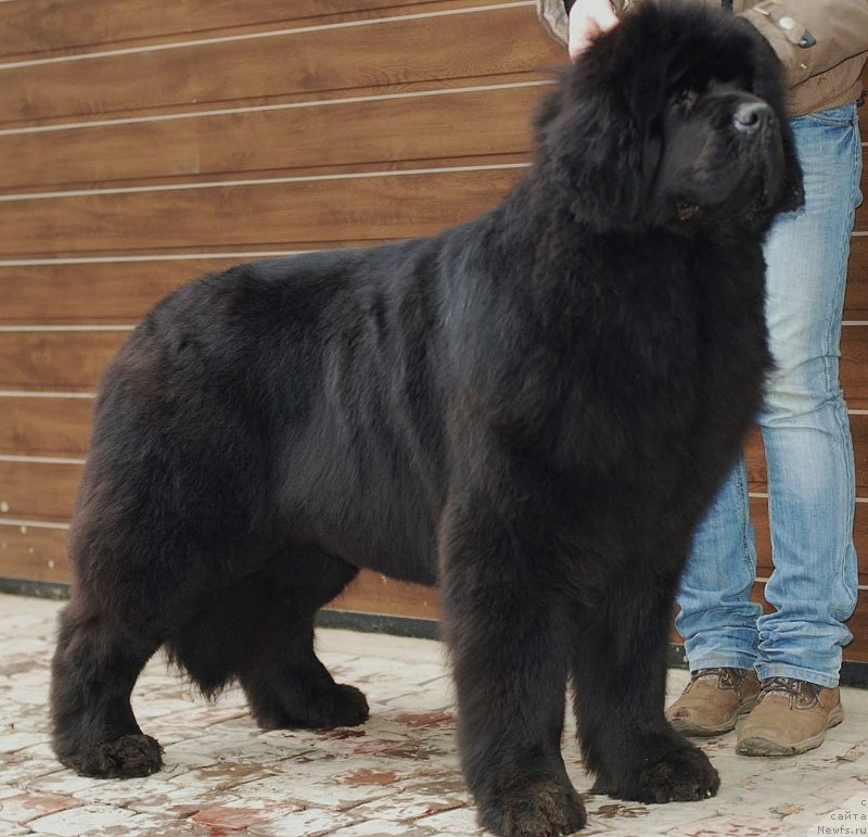 Фотография № 151032