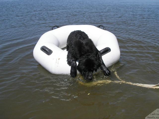 Фото: ньюфаундленд Molodets-Udalets ot Sibirskogo Medvedja (Молодец-Удалец от Сибирского Медведя)