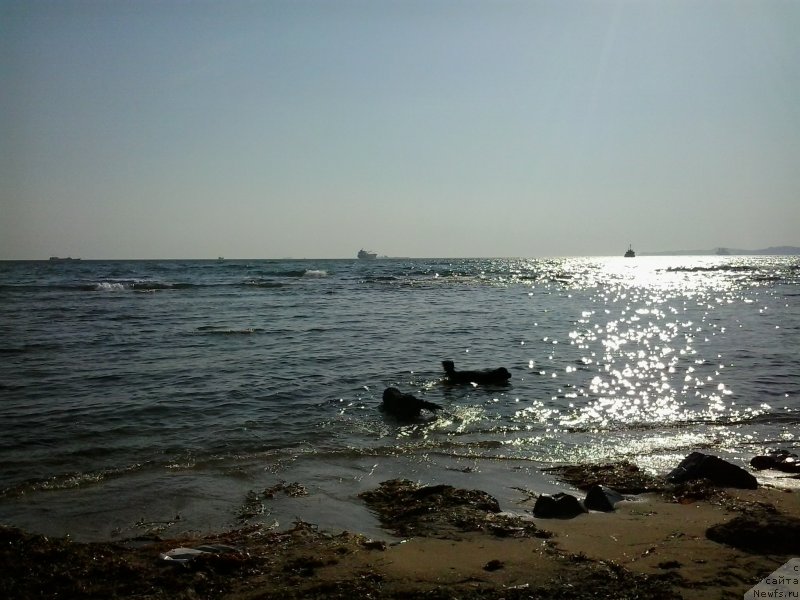 Фото: ньюфаундленд Super Premium Merlin Monro (Супер Премиум Мерлин Монро), ньюфаундленд Nessi Blyek s  Lesnoy Zaimki (Несси Блэк с  Лесной Заимки)