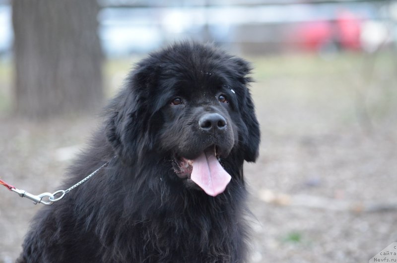 Фото: ньюфаундленд Sandra Rose Bavariya Belle (Сандра Роуз Бавария Бель)