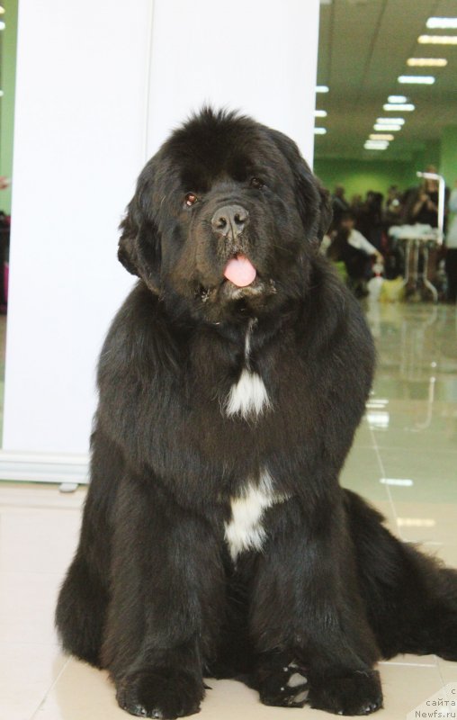 Фото: ньюфаундленд Aquatoriya Kelvin Schedrivchik (Акватория Келвин Щедривчик)