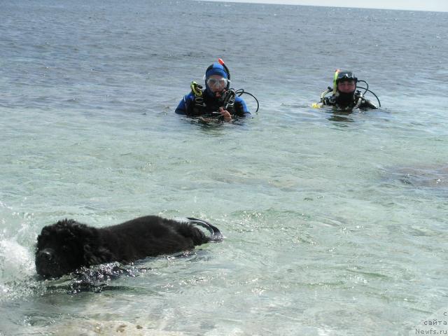 Фото: ньюфаундленд Molodets-Udalets ot Sibirskogo Medvedja (Молодец-Удалец от Сибирского Медведя)