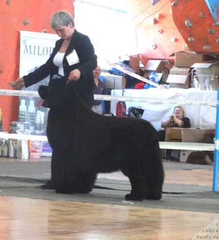 Фото: ньюфаундленд Deep Love I'm Sensation (Deep Love I'm Sensation)