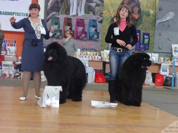 Фото: ньюфаундленд Njufort Shawn Wallmar Triumph (Ньюфорт Шон Волмари Триумф), ньюфаундленд N'yufort SHum Priboya (Ньюфорт Шум Прибоя)