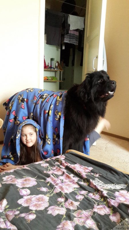 Фото: ньюфаундленд Chernaya Mafia Zip Around (Черная Мафия Зип Ароунд)