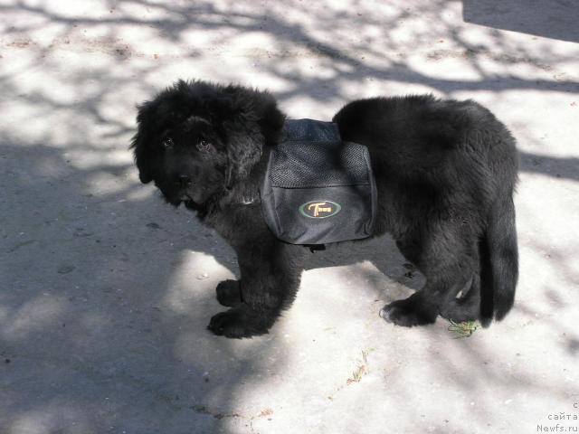Фото: ньюфаундленд Molodets-Udalets ot Sibirskogo Medvedja (Молодец-Удалец от Сибирского Медведя)