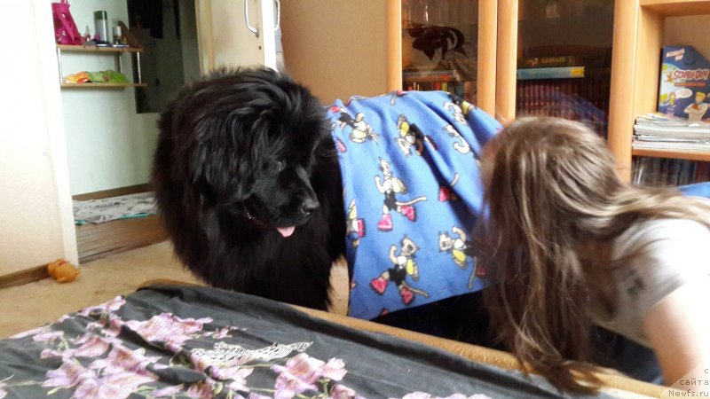 Фото: ньюфаундленд Chernaya Mafia Zip Around (Черная Мафия Зип Ароунд)