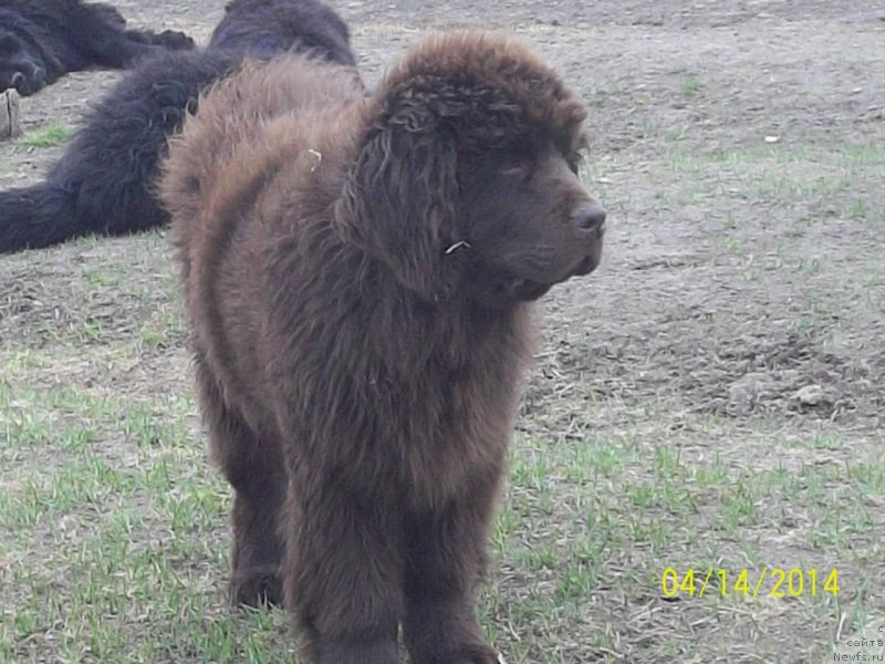 Фото: ньюфаундленд N'yufort YU'Severino (Ньюфорт Ю'Северино)