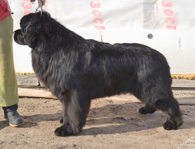 Фото: ньюфаундленд Akvian Song Inkredibel Bear (Аквиан Сонг Инкредибел Беар)